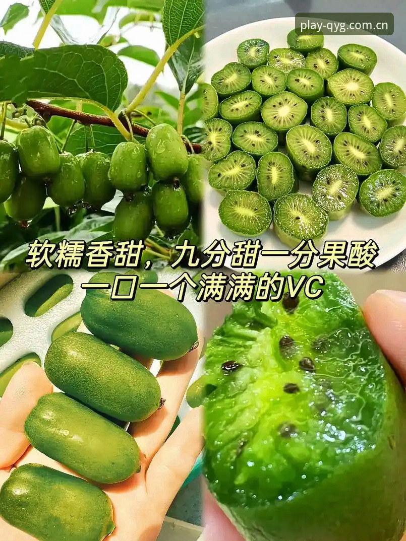 奇异果体育新版下载实战经验：资深用户分享高效使用心得